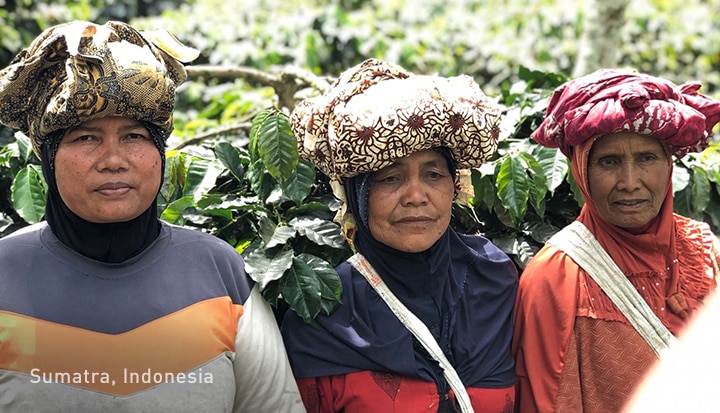 Three Female Coffee Farmers in Sumatra, Indonesia