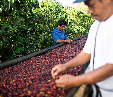 Two Farmers Picking Coffee Cherries