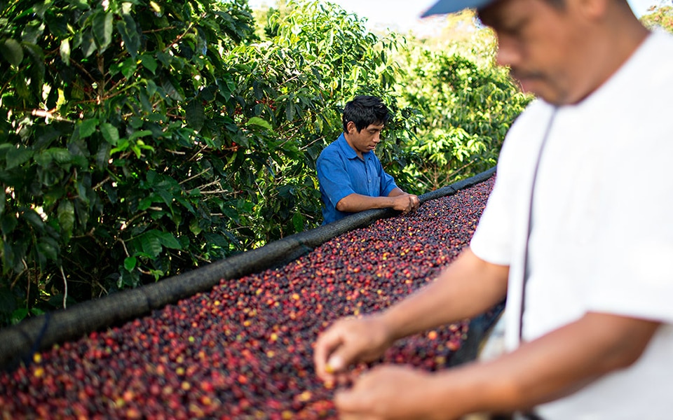 Two Farmers Picking Coffee Cherries