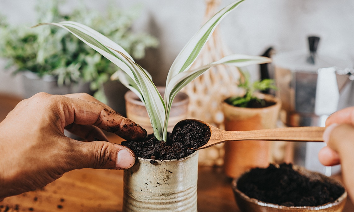 Public Portal Cultivate with Coffee
