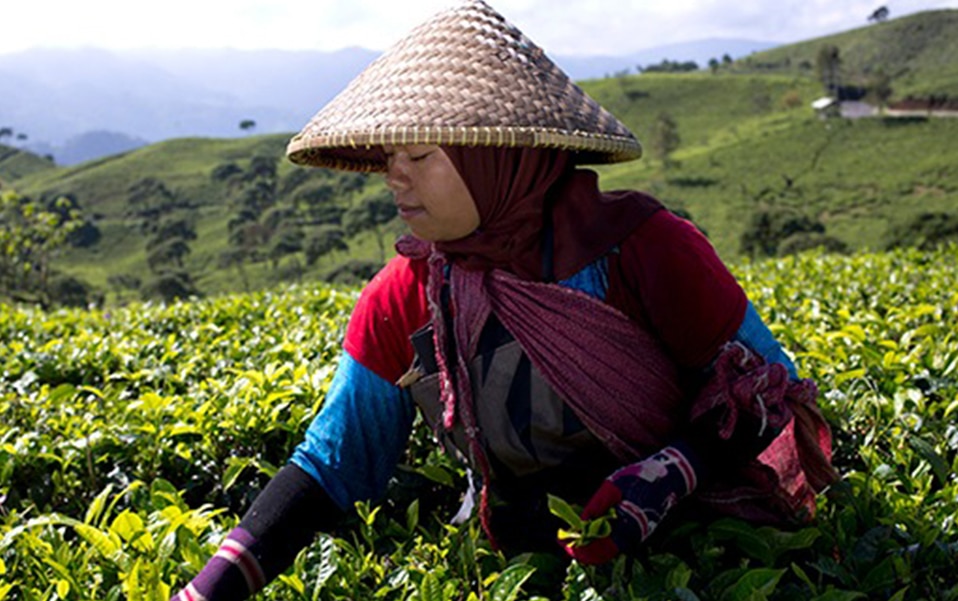 Teavana Tea Farmer Sustainable Farming in the Fields