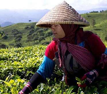 Teavana Tea Farmer Sustainable Farming in the Fields